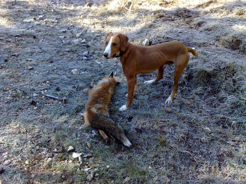 Edinov (Ćatin) gonič